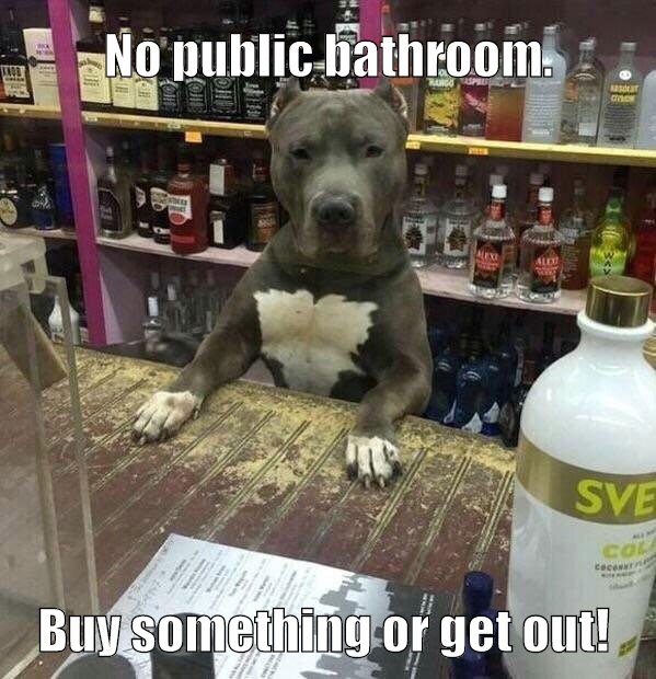 Doggo does a Customer Service