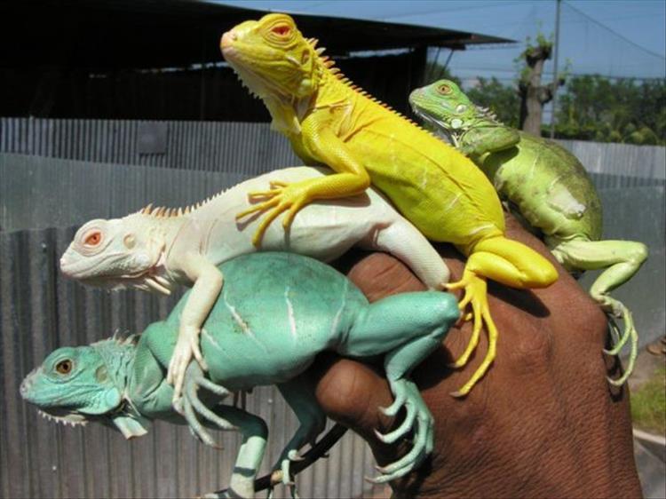 random picture of 4 different colored lizard on a person's hand in the sunlight