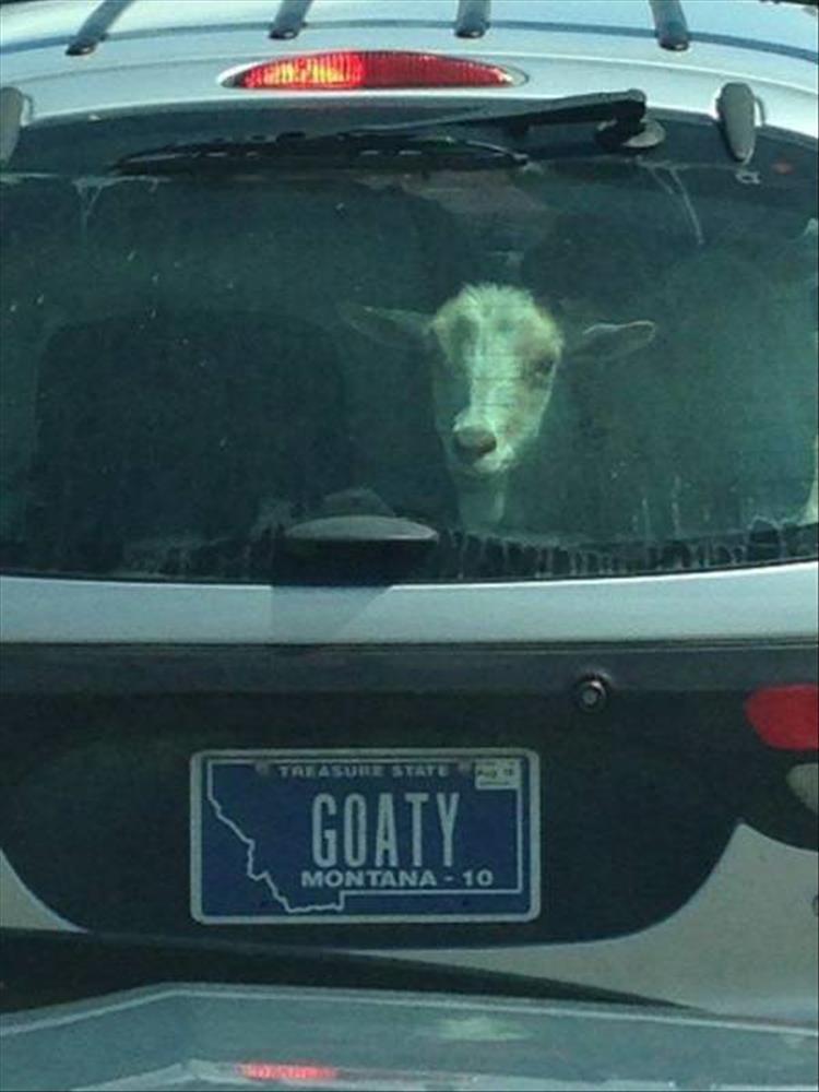 random picture of a goat in the back of someone's suv with montana license plate GOATY