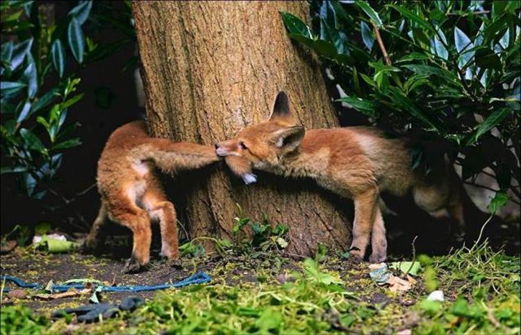 random picture of foxes playing but biting each other's tale around a tree