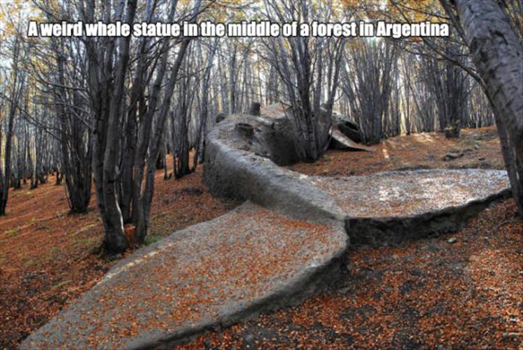 random picture of a whale statue in argentinian forest