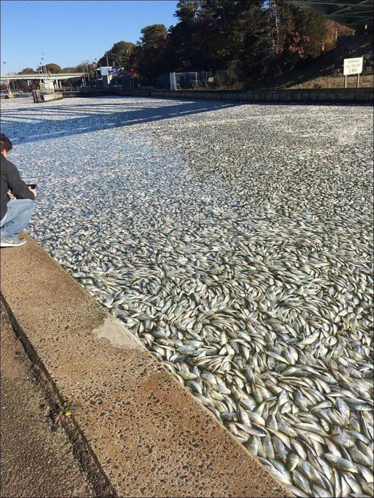 random pic of a river full of fish