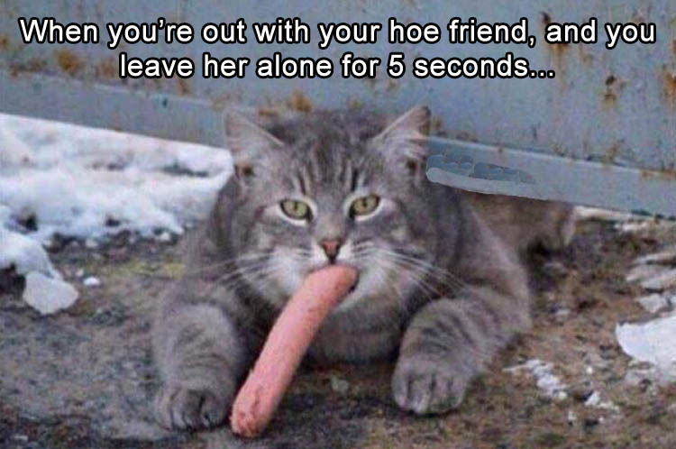 random picture of a cat eating a hot dog with caption about going out with your hoe friend