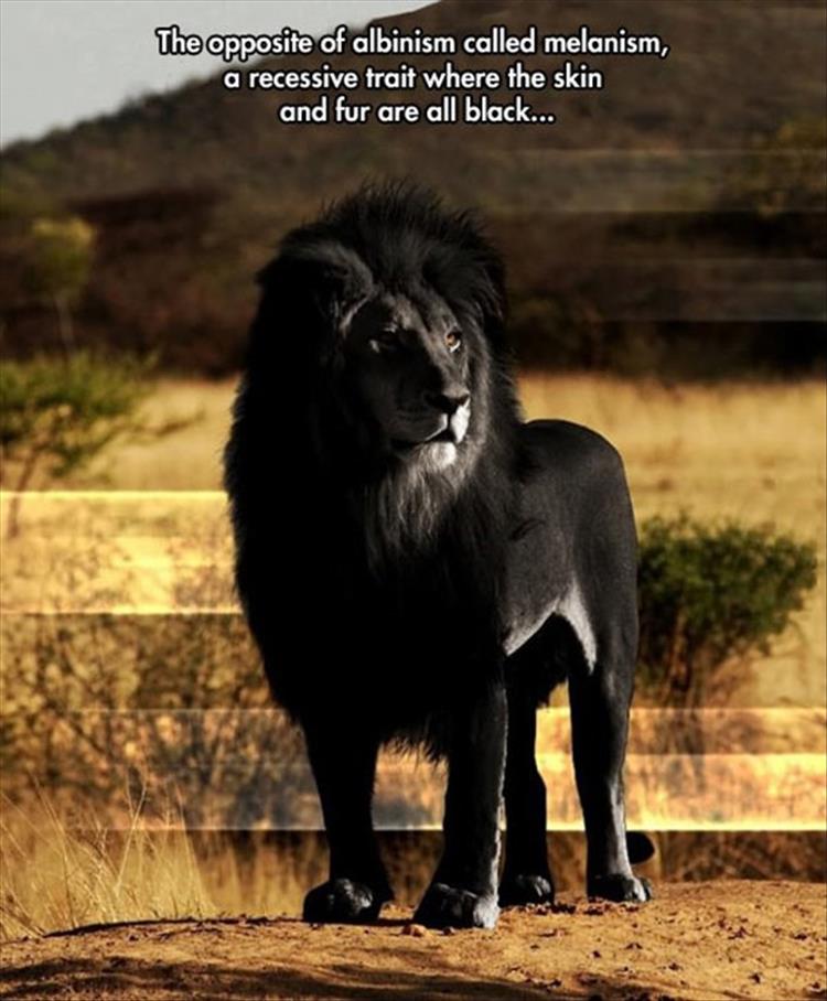 random picture of all black lion with caption claiming it is the opposite of albinism and is called melanism and is a recessive trait