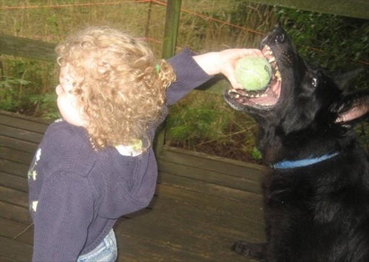 random pic of kid throwing a tennis ball but dog is about to nab it as the kid winds up for the throw