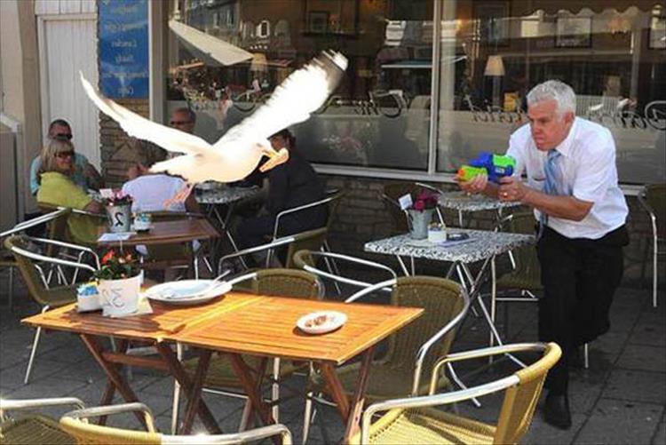 random picture of man attacking a seagull with water gun at a sea side cafe