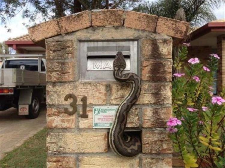 random picture of a snake climbing up a mailbox
