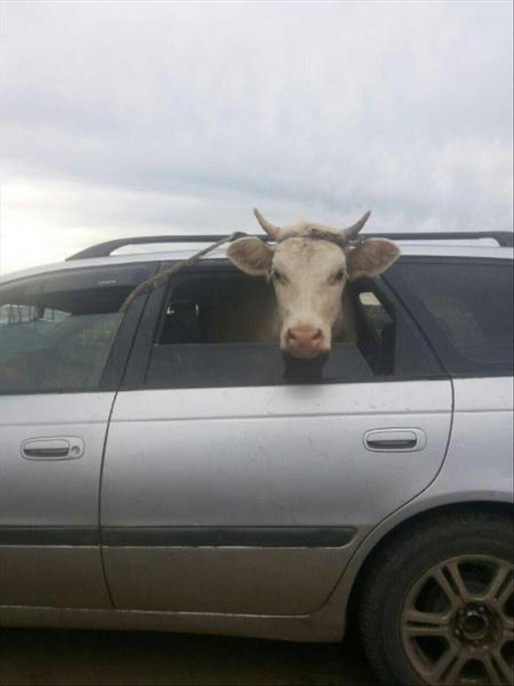 random picture of a cow in a passenger car