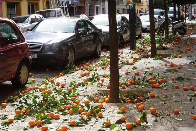 random picture of a european street full of oranges