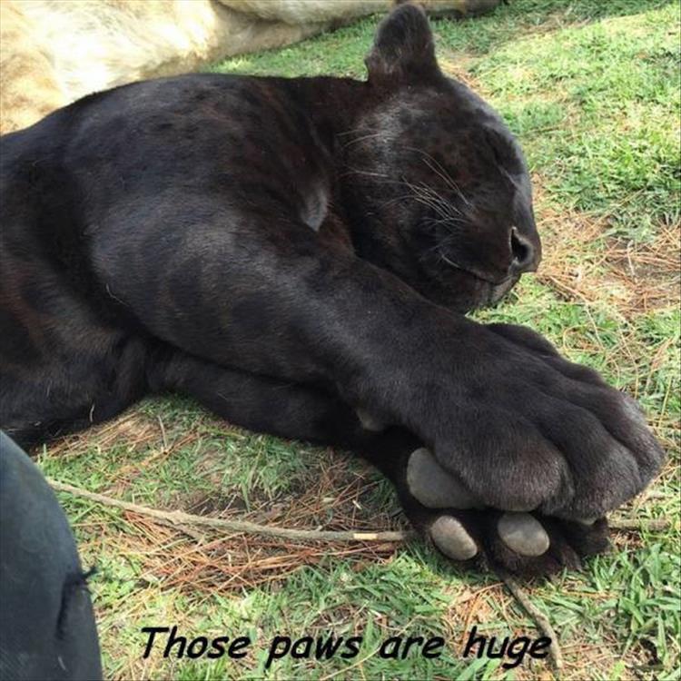 random pic of a big black cat with massive paws