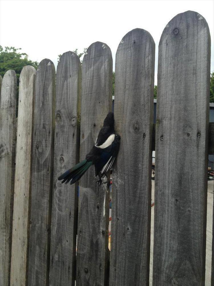 funny random picture of bird peeking thru the fence