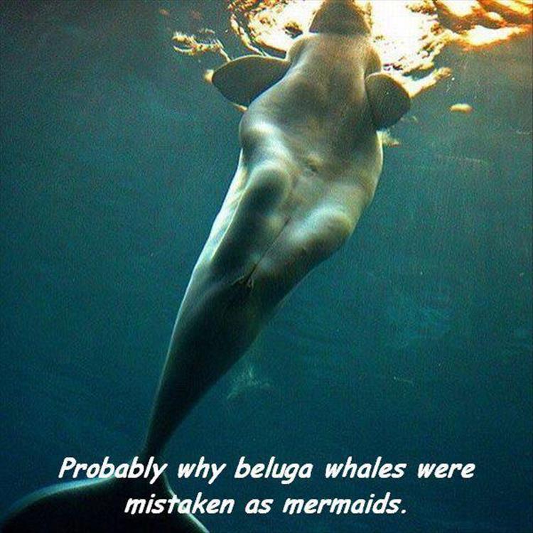 random picture showing the womanly figure of a beluga whale which were mistaken for mermaids