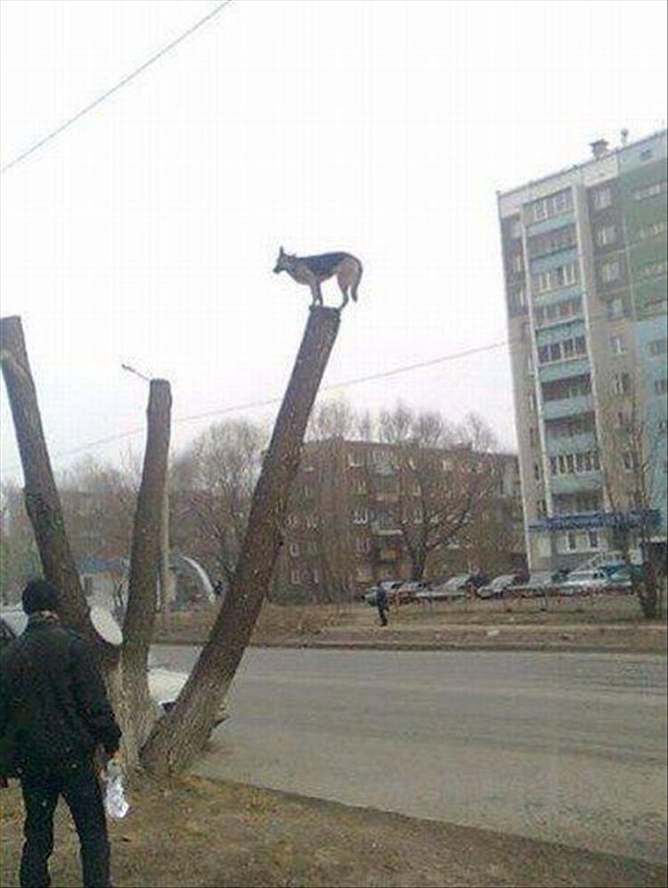 funny random picture of a dog stuck atop of a tall tree stump