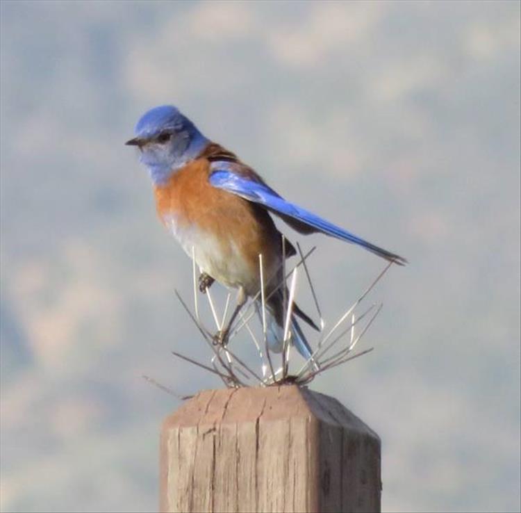 random picture of a bird avoiding the anit-bird spikes on a post