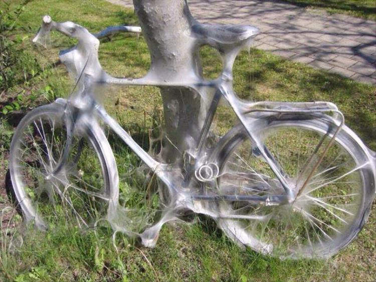 random picture of a bike secured to a tree that was devoured by spider webs