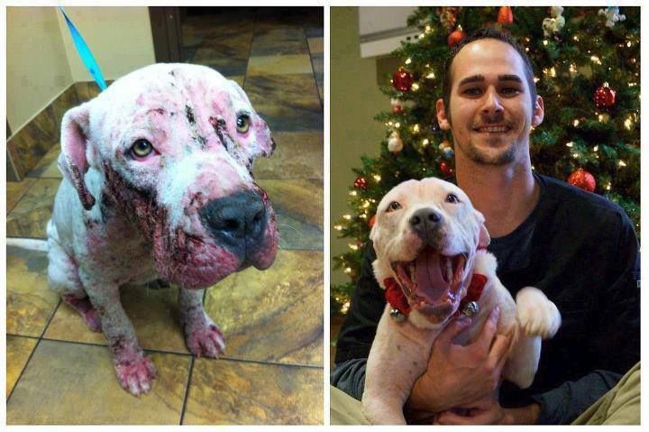 Faith Restored!  Animals before and after adoption