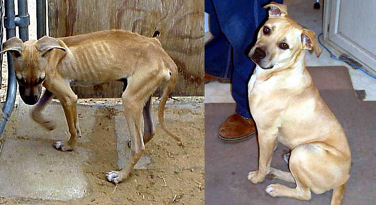 Faith Restored!  Animals before and after adoption