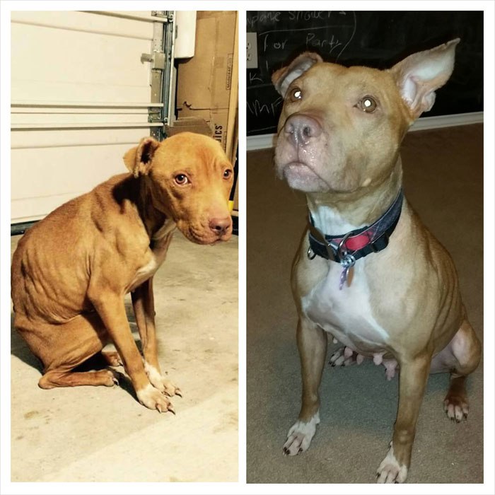 Faith Restored!  Animals before and after adoption