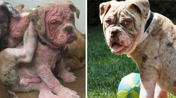 Faith Restored!  Animals before and after adoption