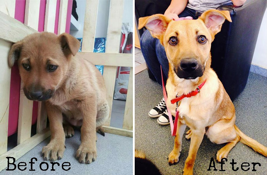 Faith Restored!  Animals before and after adoption