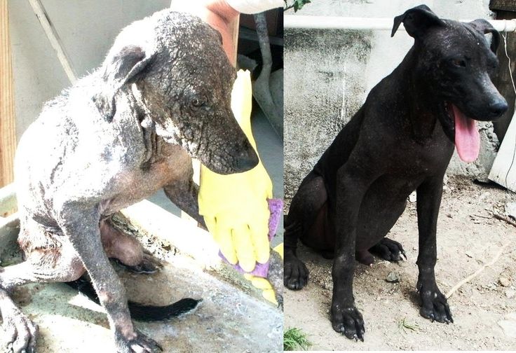 Faith Restored!  Animals before and after adoption