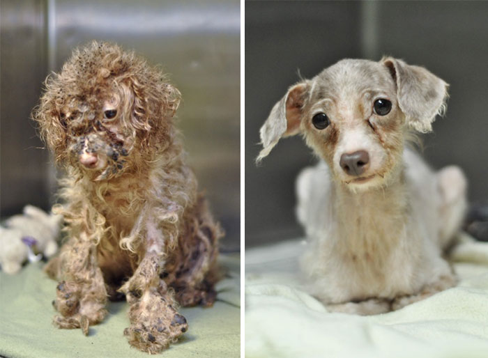 Faith Restored!  Animals before and after adoption