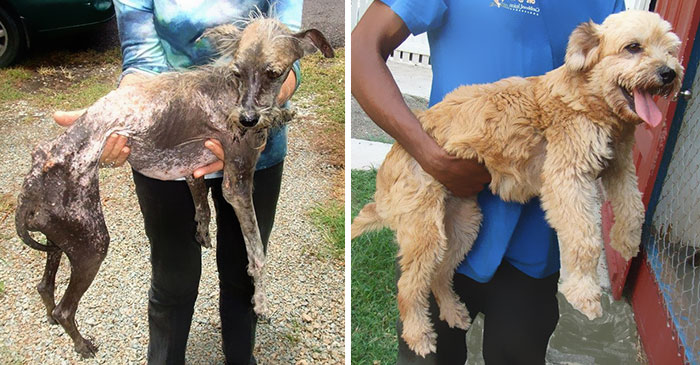 Faith Restored!  Animals before and after adoption