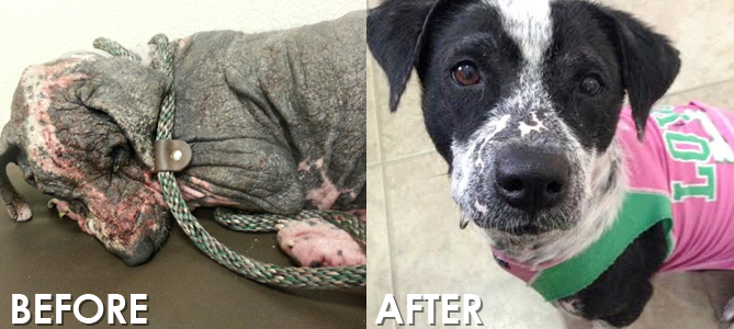 Faith Restored!  Animals before and after adoption