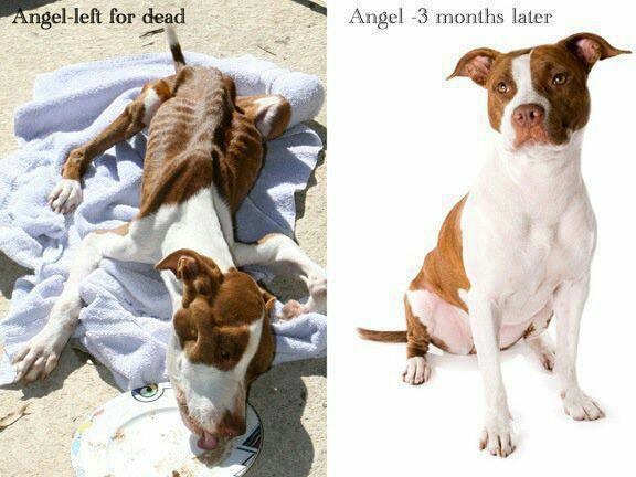 Faith Restored!  Animals before and after adoption