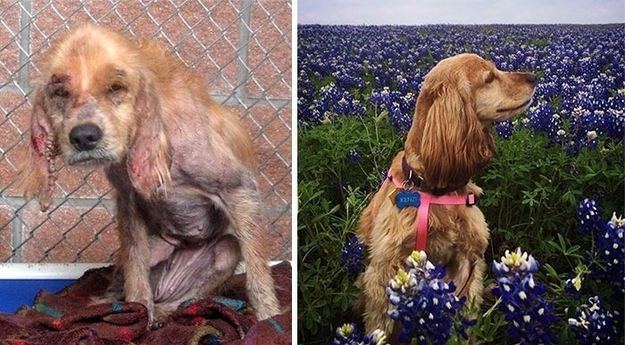 Faith Restored!  Animals before and after adoption