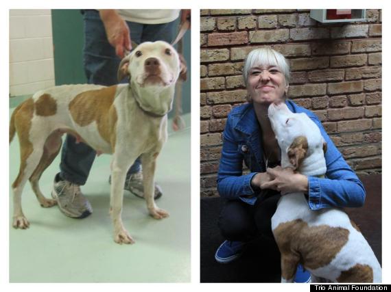 Faith Restored!  Animals before and after adoption