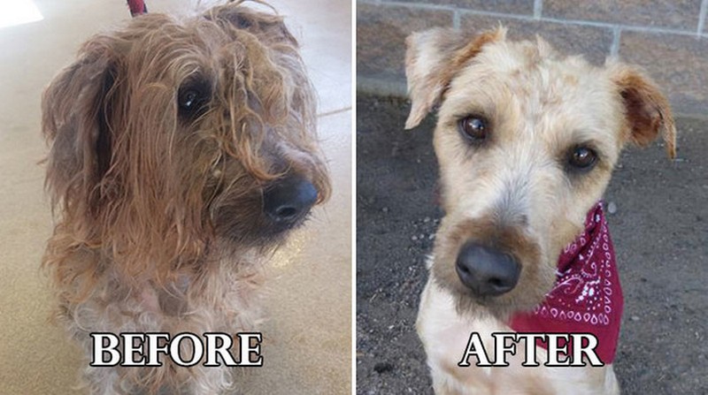 Faith Restored!  Animals before and after adoption