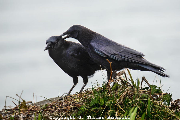 Mating crows will often remain together for years and some until parted by death. Most of the offspring will leave the nest after a couple months never to return. Some remain, assisting in co-operative breeding.
