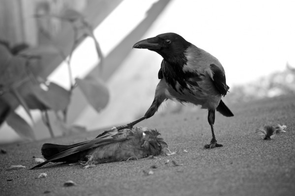 The common crow will usually live for about seven years, although some have lived as long as 14 years in the wild.