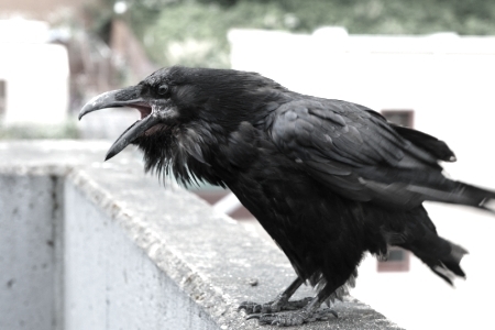 Almost all corvids have been observed using tools, and the Raven can be taught to speak basic human language.