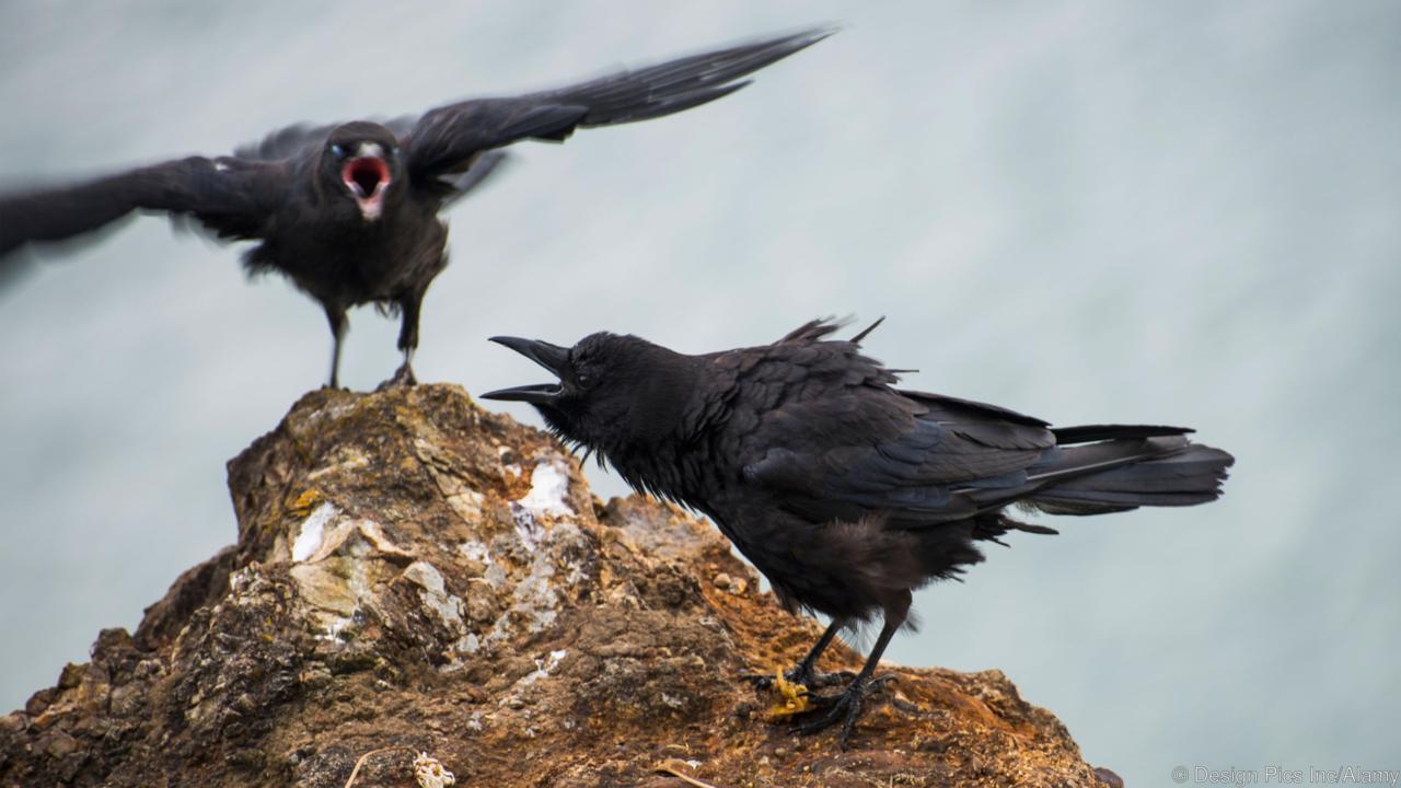 Crows are emotional animals, too. They react to hunger and invasion by vigorously vocalizing their feelings. They display happiness, anger and sadness.