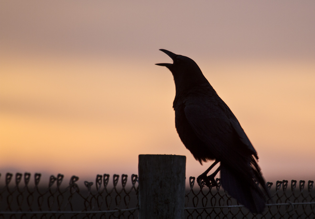 Crows are considered song-birds and posses a deep repertoire of melodies. And, like humans, the more melodious the song, the more soothing the effects. Some crows have even been taught to recite opera.