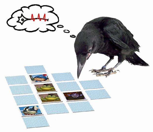 Crows have an excellent memory. They're masters at stashing food in many caches, moving it sometimes two or three times, and remembering exactly where they placed it. In fact, for their size, crows have the largest brains of all birds except some parrots. Their brain-to-body ratio is equivalent to that of a chimpanzee and amazingly, not far off that of a humans.