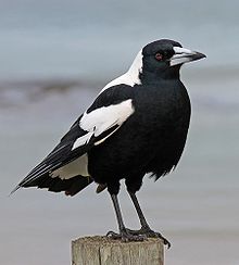 Magpies, Choughs and Nutcrackers are all basically modified crows.