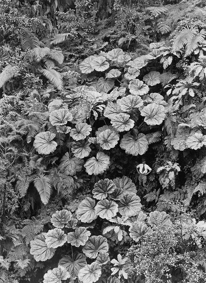 A man stands dwarfed under the Ape-Ape leaves of Puohokamoa Gulch in Maui, Hawaii, 1924.Image source: Gilbert H. Grosvenor