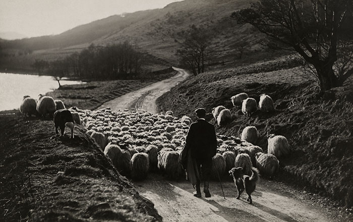 A man herds sheep with the help of his collies in Scotland, 1919.Image source: William Reed