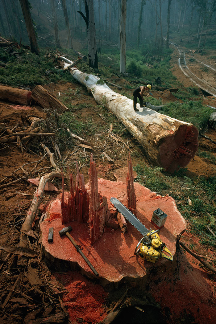A woodman notches a felled tree’s trunk for sectioning in Western Australia, 1962.Image source: Robert B. Goodman