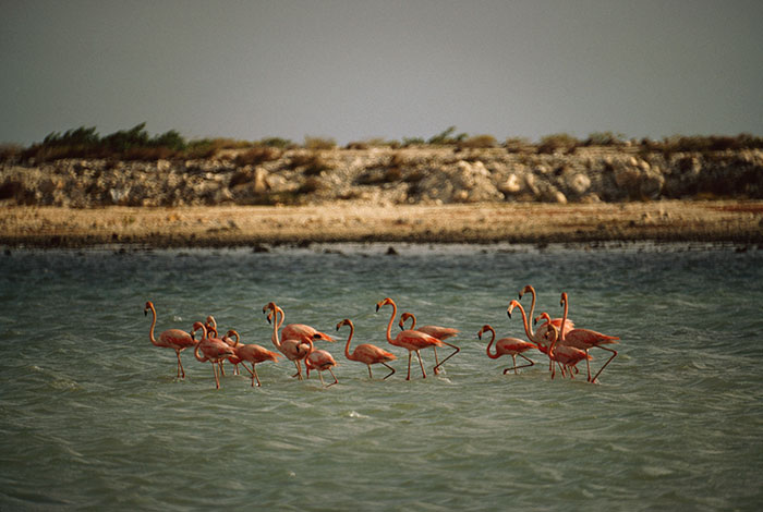 Flamingos standing and feeding in a pool near salt beds, Netherlands AntillesImage source: Volkmar K. Wentzel