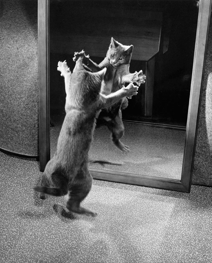 With claws bared, a kitten attacks its own mirrored reflection, 1964Image source: Walter Chandoha