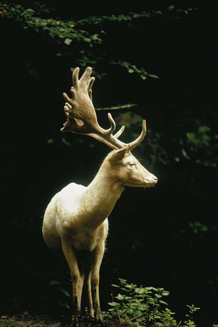 A white fallow stag stands in a forest in Switzerland, 1973Image source: James P. Blair