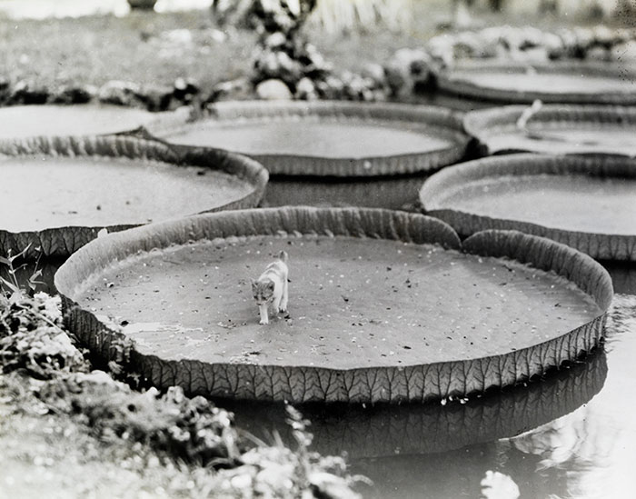 A kitten aboard a floating Victoria water lily pad in the Philippines, 1935Image source: Alfred T. Palmer
