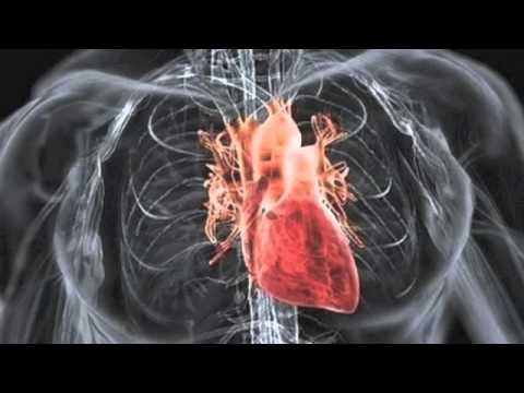 The liver circulates blood while the heart circulates “the vital spirit”
Second-century physician Galen theorized that it was the liver that circulated blood, bile and phlegm, while it was the heart that circulated the “vital spirit.” He said that the blood is consumed by the organs as fuel and it moves in a back-and-forth motion.