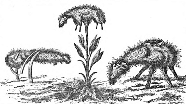 Lambs grow like weeds
The ancient Greeks were the first to have the crazy idea that a lamb could grow right out of the ground, with a stem attached to its navel. Pliny the Elder later mentioned it, and Europeans picked up the idea again in the 14th century.