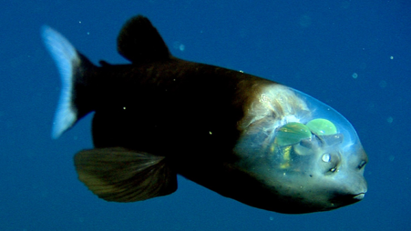 Ocean Sunfish
While the Ocean Sunfish is clearly misnamed, the barreleye fish, also known as the spook fish, gets its name from its barrel-shaped eyes, used to detect prey. Despite its name, the barreleye does not have ‘tunnel vision,’ but can rotate its eyes within its creepily transparent head.