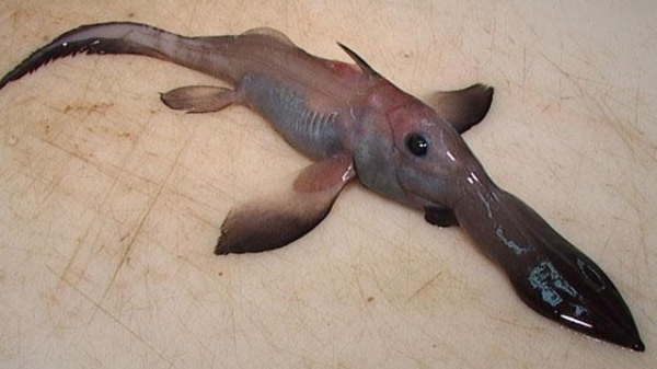 Chimaera
The Chimaera is a fish thing also sometimes known as a ghost shark, a ratfish, a spookfish and a rabbitfiht. It is often believed to be one of the oldest fish in existence, related to the sharks they split apart via evolution nearly 400 million years ago.